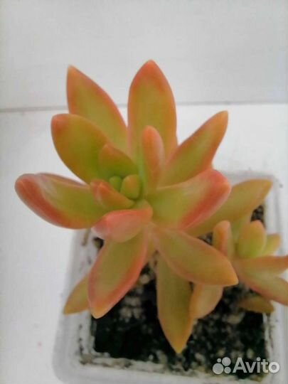 Суккуленты 1