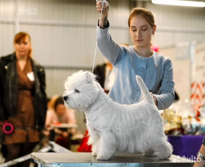 Хендлер Новосибирск