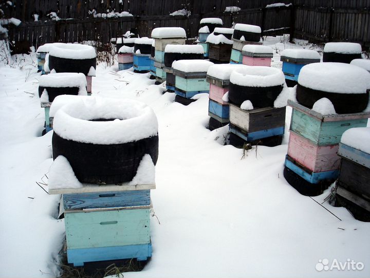 Добрые пчелы