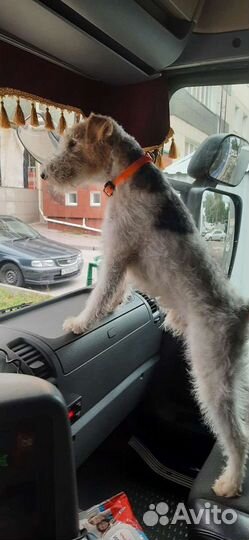 Вязка фокстерьер Ищем девочку, мальчик четыре года