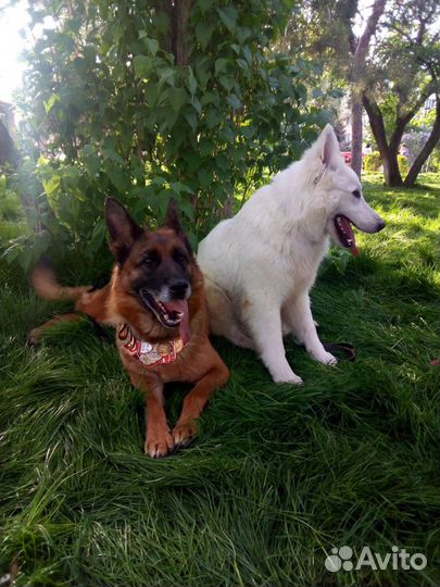 Услуги кинолога