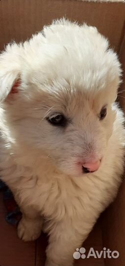 Белый щенок