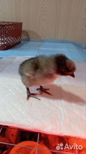 Цыплята от хороших несушек