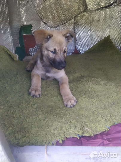 Щенок, мальчик