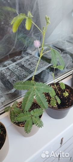 Мимоза стыдливая