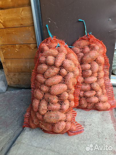 Продам картофель