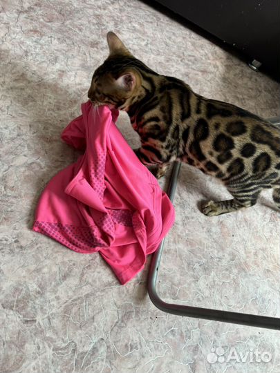 Бенгальский мальчик