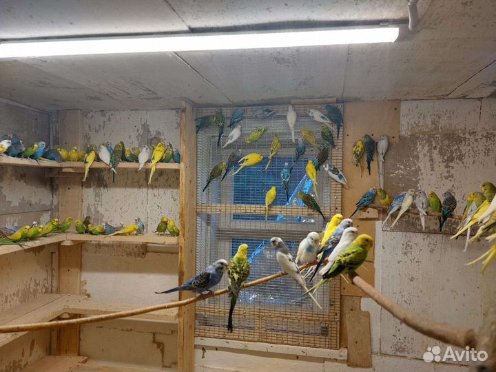 Волнистый попугай