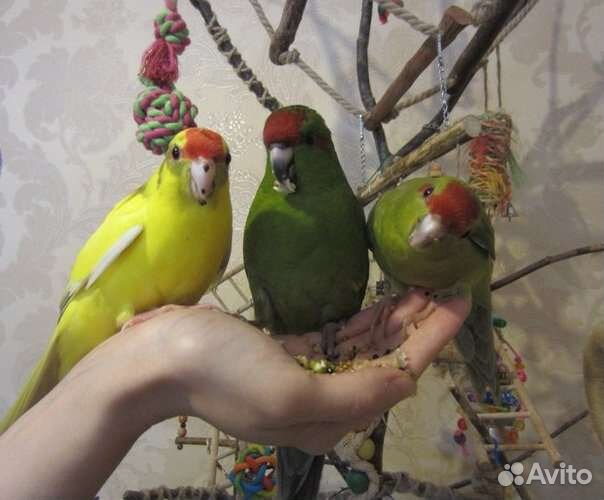 Попугай какарик