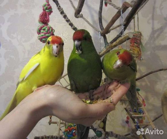 Попугай какарик