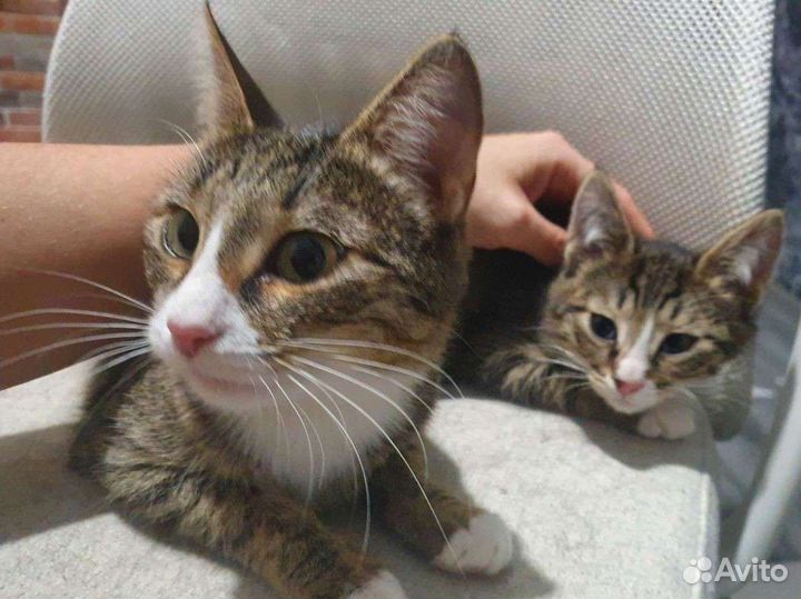 Котята в добрые руки бесплатно