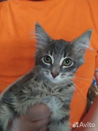 Зеленоглазая красавица в хорошие руки