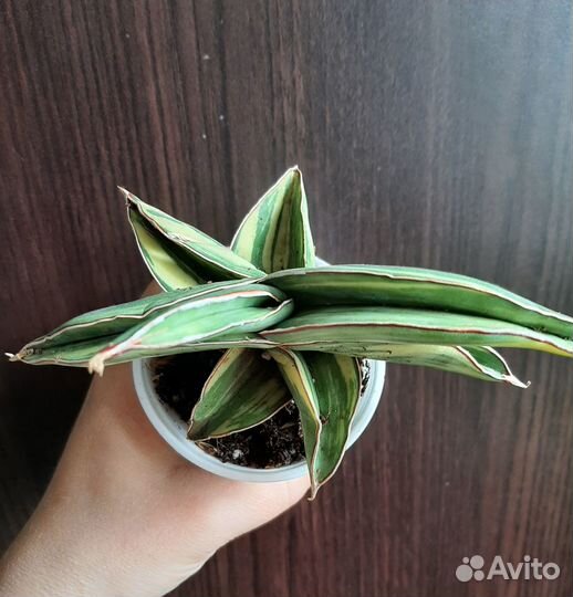 Сансевиерия robusta yellow var