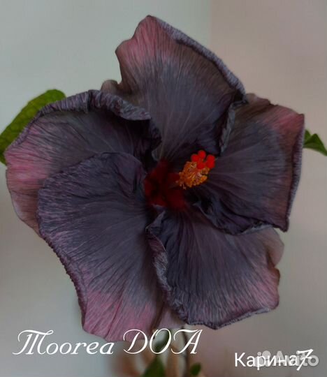 Гибискус Moorea DOA