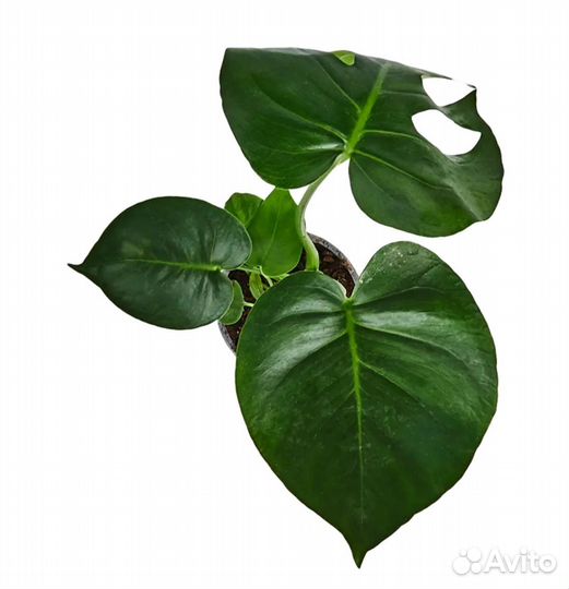 Монстера делициоза