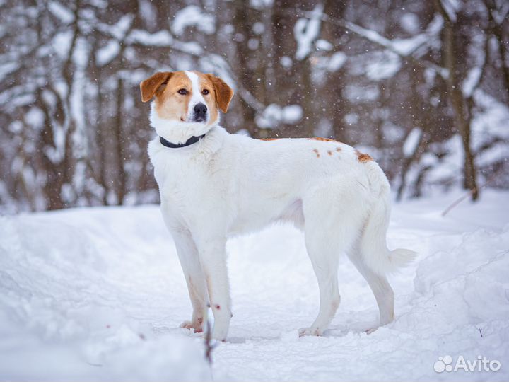 Молодой, ласковый мальчишка. Дружит с детьми