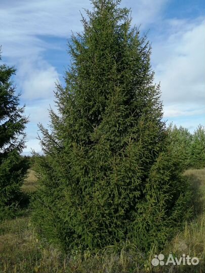 Ель колючая оптом