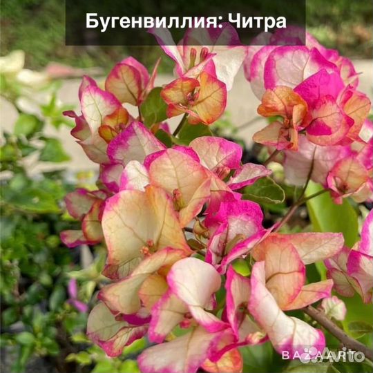 Бугенвиллея саженец