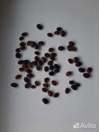 Семена Долихос лаблаб