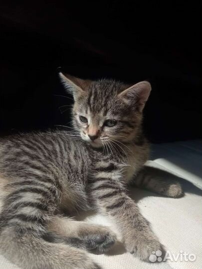 Котята только в добрые руки