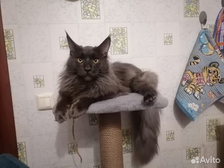 Мейн-кун вязка