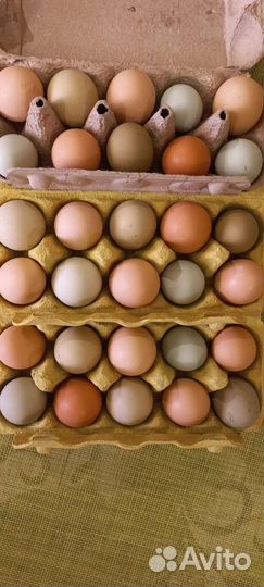 Яйца на инкубацию