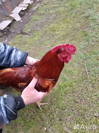 Молодые петухи