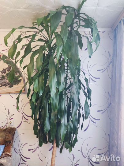 Пальма драцена