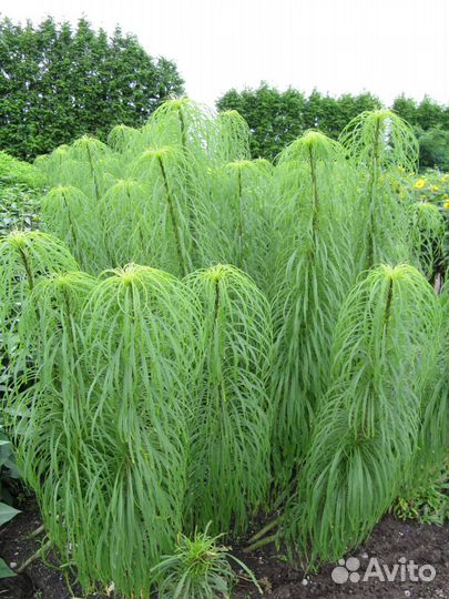 Подсолнечник иволистный