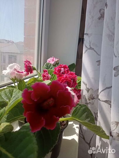 Глоксиния махровая