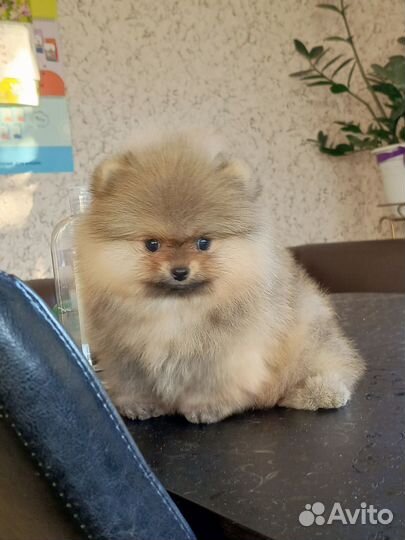 Шпицы мишки