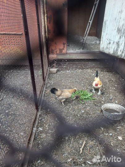 Куры бентамки