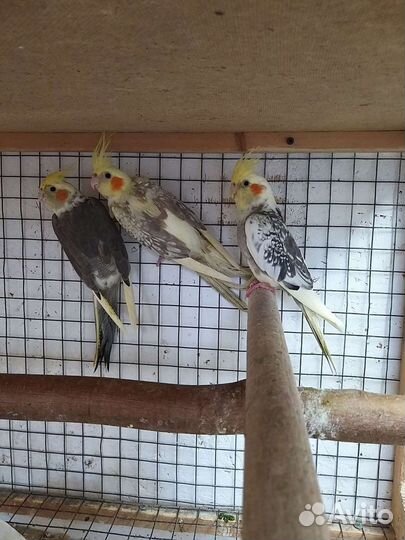 Попугай корелла молодежь