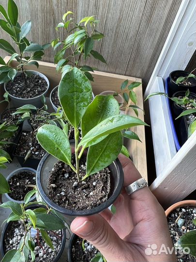 Фикус микрокарпа мокламе