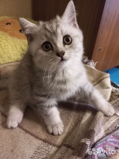 Британские котик