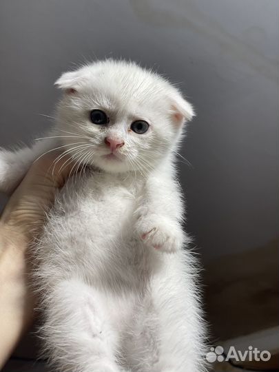 Шотландская