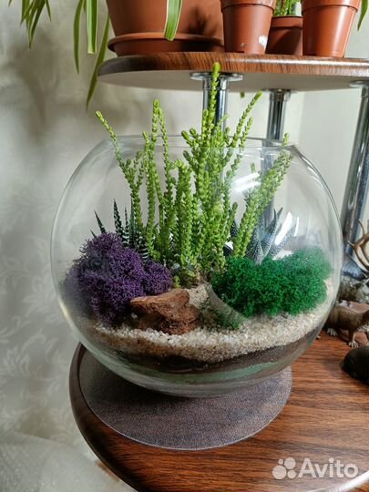 Живой флорариум