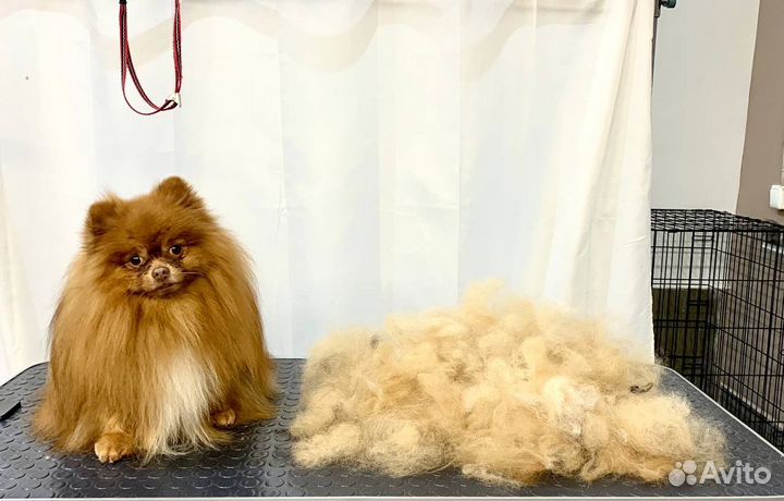 Груминг для собак