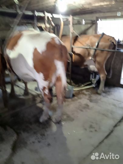 Коровы дойные и телки