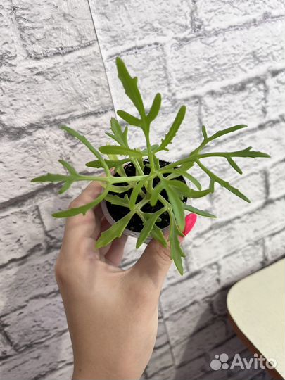 Каланхоэ рассеченное