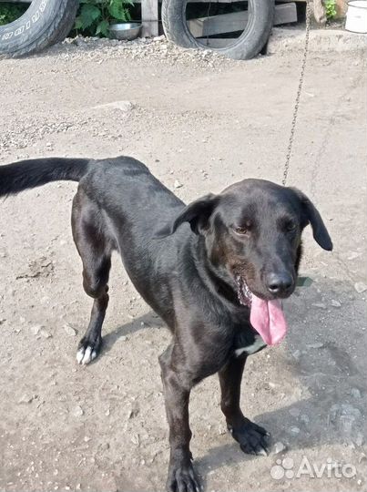 Собака в добрые руки