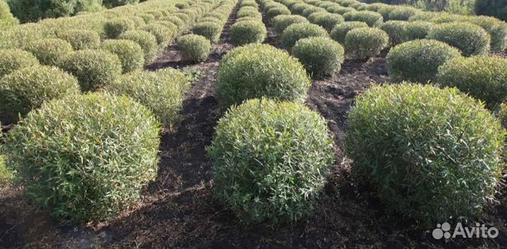 Ива шаровидная