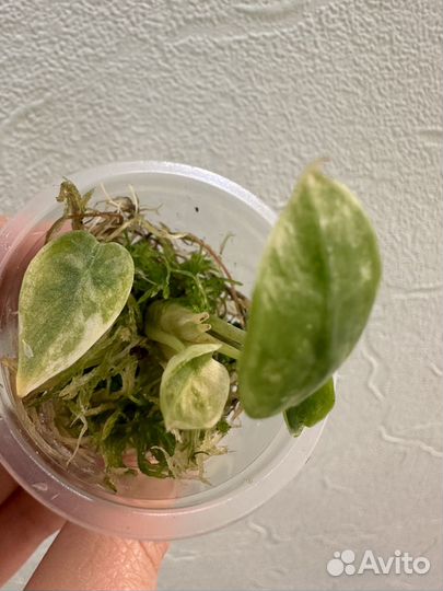 Алоказия Пинк Драгон вар