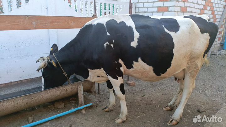 Корова дойная