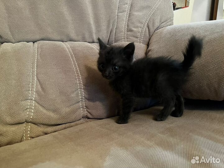 Пушистики котята полукровки