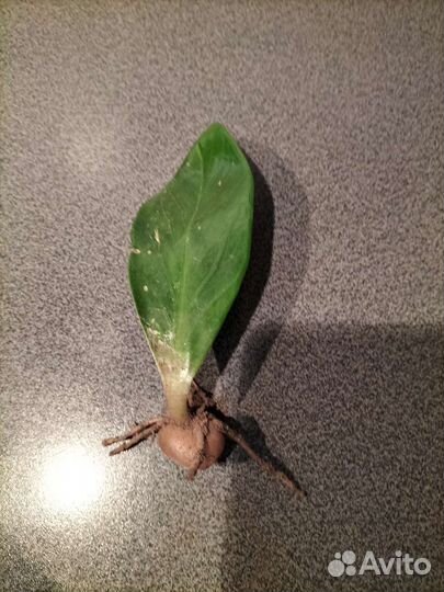 Замиокулькас