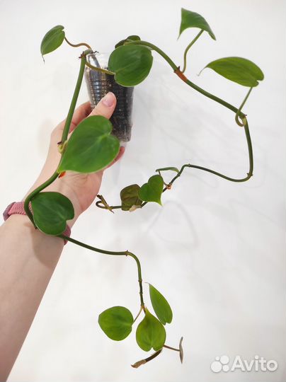 Филодендроны