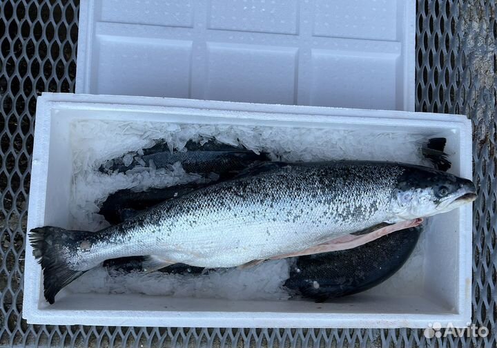 Лосось Атлантический Охлажденный Оптом