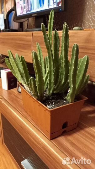 Кактус