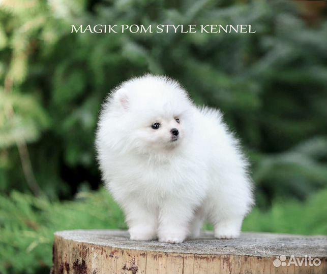 Померанский шпиц мини